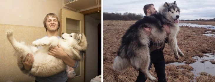 Perro antes y después de crecer junto a su mismo dueño 
