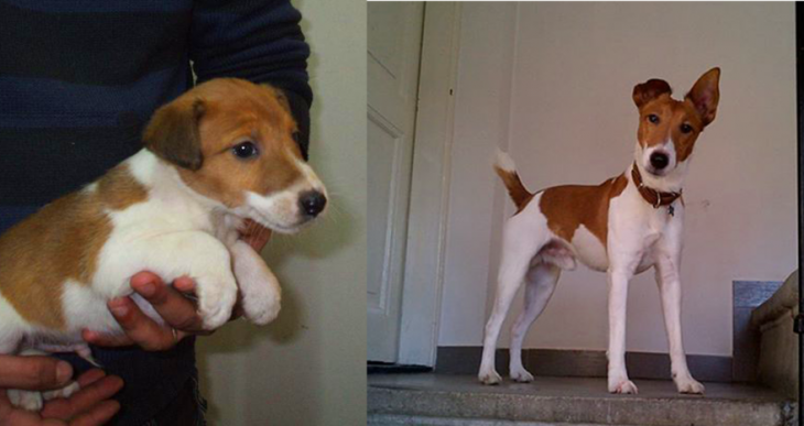 Perro antes y después de crecer