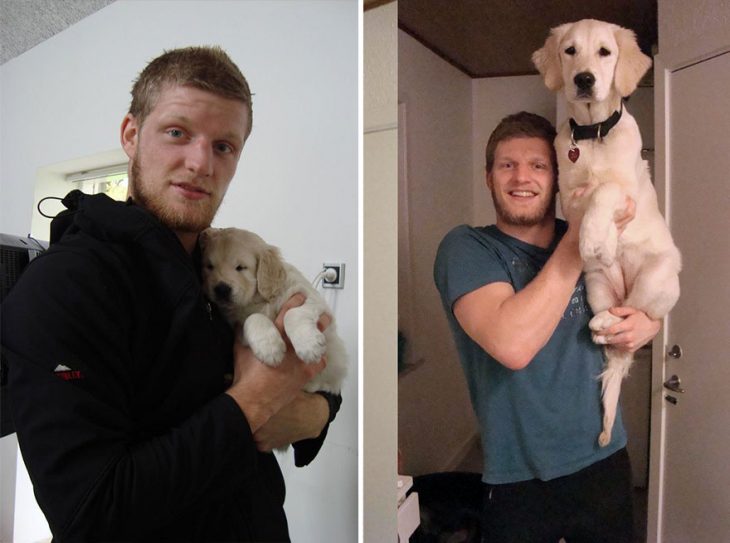 Perro antes y después de crecer siendo sostenido por su dueño 