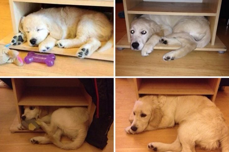 Perro antes y después de crecer metido dentro de una caja 