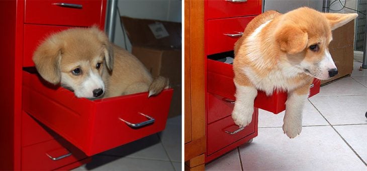 Perro antes y después de crecer metido en un cajón de herramientas