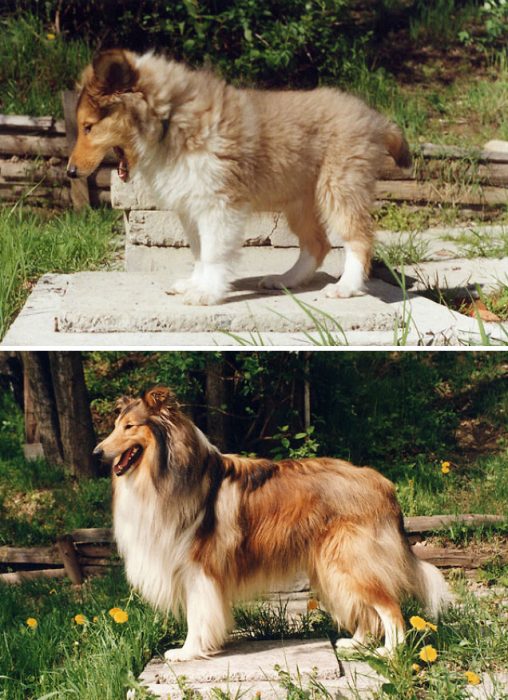 Perro antes y después de crecer parado en el mismo parque