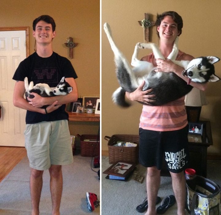 Perro antes y después de crecer siendo cargado por su dueño 