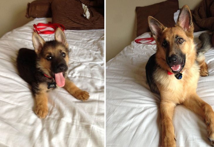 Perro antes y después de crecer recostado en la misma cama 