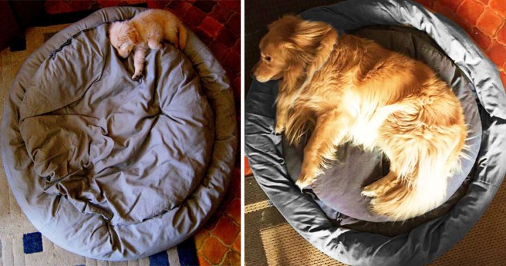 Perro antes y después de crecer recostado en su cama 