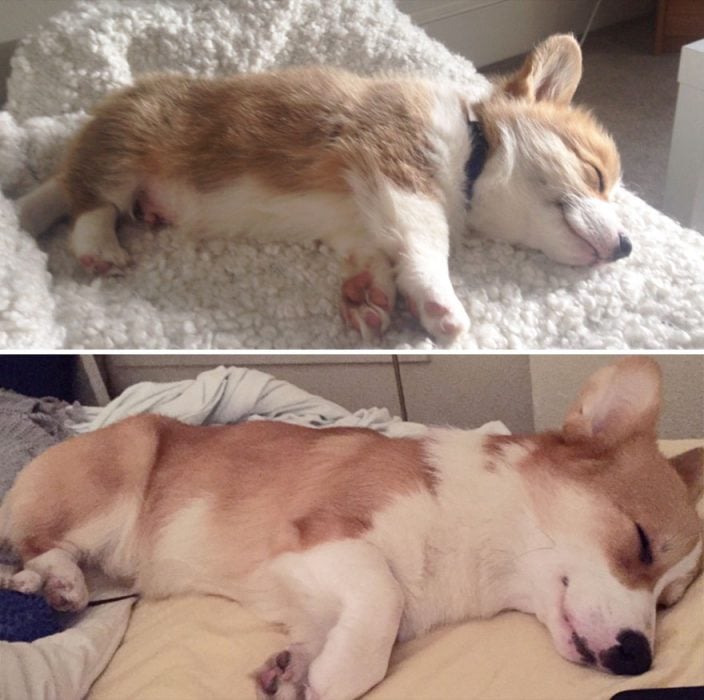 Perro antes y después de crecer recostado en la misma posición de cuando era bebé 