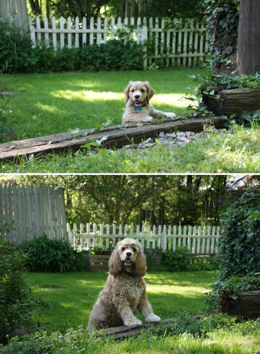 Perro antes y después de crecer parado en el mismo jardín de cuando era bebé 