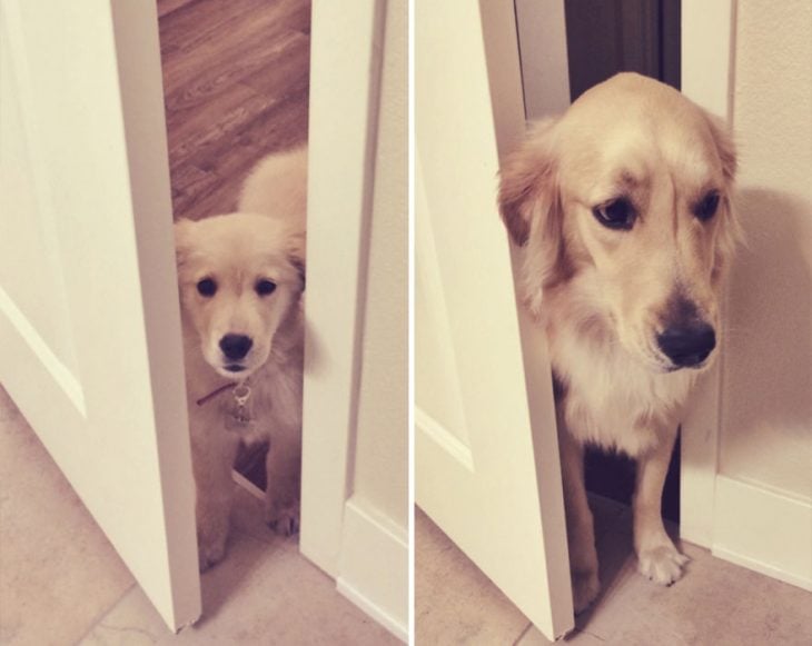 Perro antes y después de crecer parado detrás de una puerta