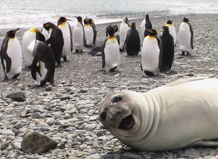 photobomb pingüinos y foca