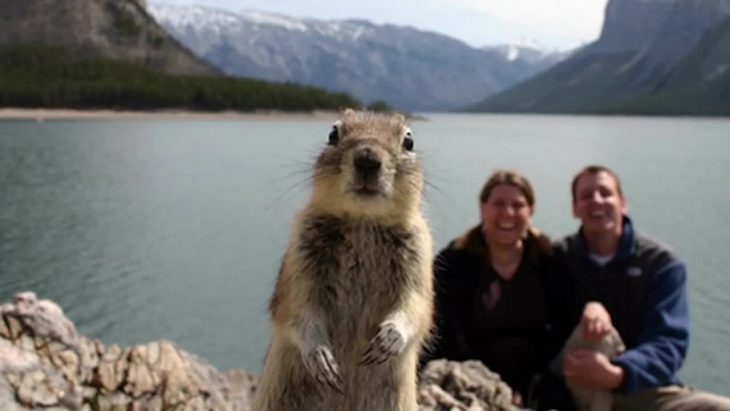 photobomb ardilla voltea a la cámara