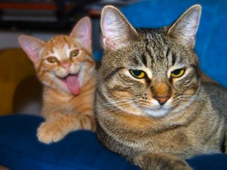 photobomb un gato saca la lengua