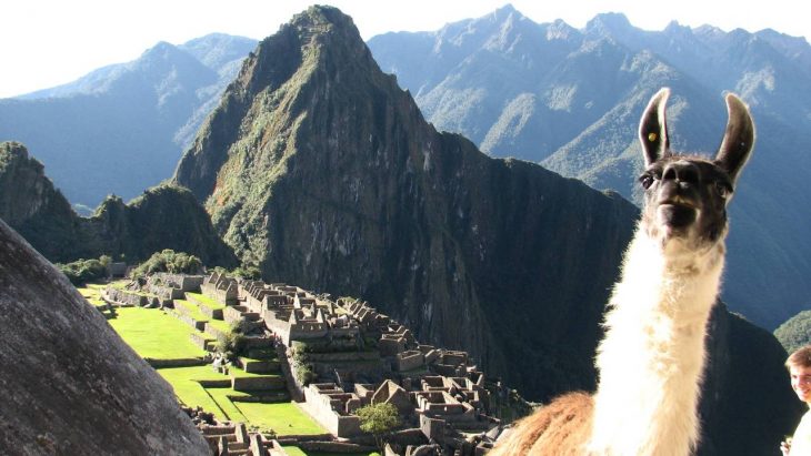 photobomb llama en ruinas incas