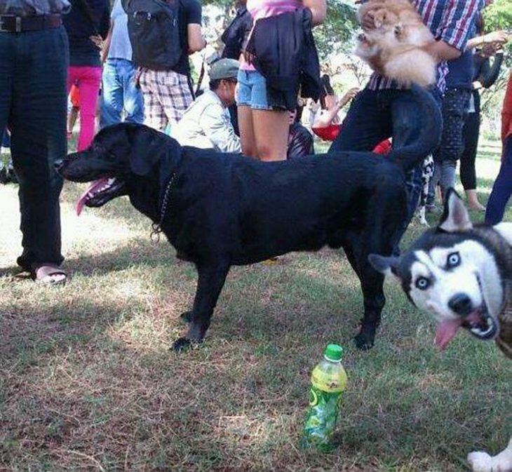 photobomb perro se asoma a foto