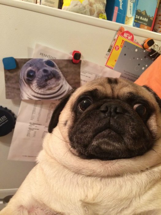 photobomb pug con foto de foca detrás