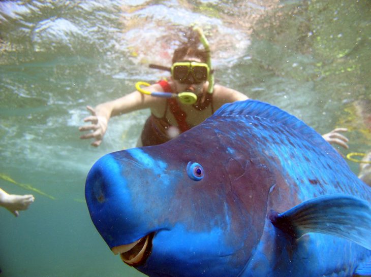 photobomb pez frente a buceador