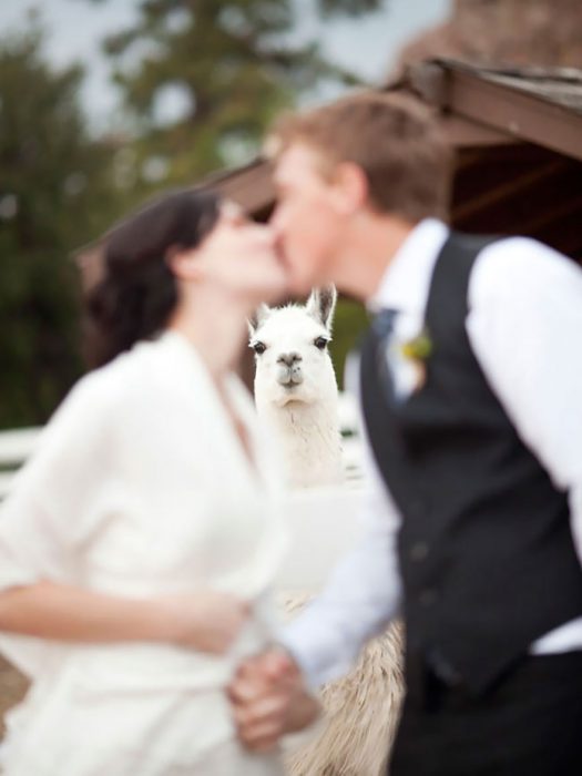 photobomb llama en medio de novios