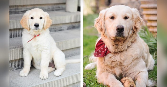 fotos en las que te darás cuenta de los cambios que sufre un cachorro