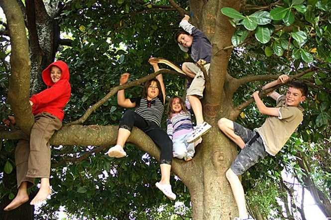 niños arriba de árbol