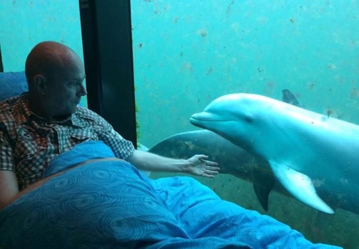 paciente terminal en una camilla jugando con delfines en un acuario 
