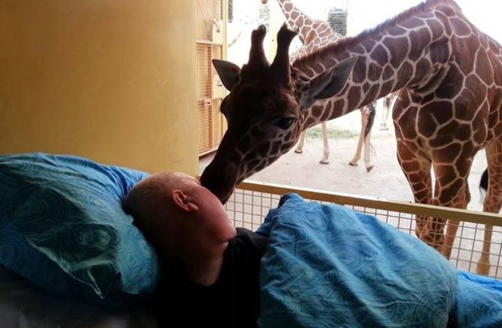 paciente terminal en una camilla besando a una jirafa 