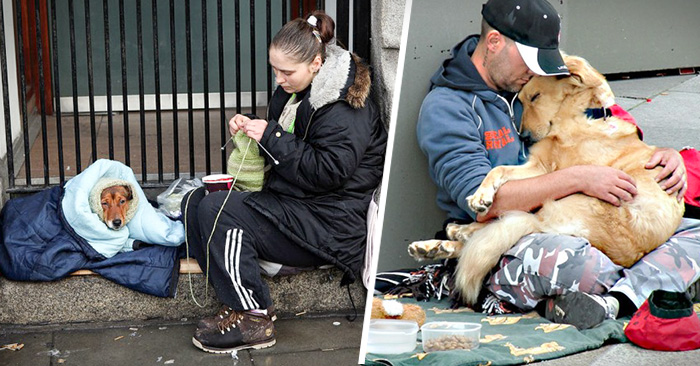 perros que aman a su dueño sin importar clase social