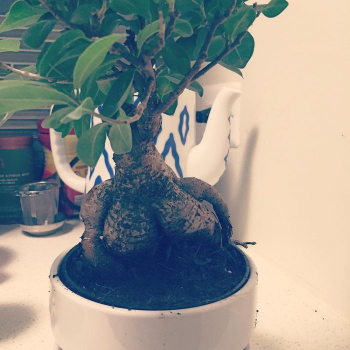 Bonsai que tiene dos protuberancias en forma de pechos 