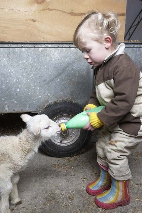 niña dando leche a un becerro