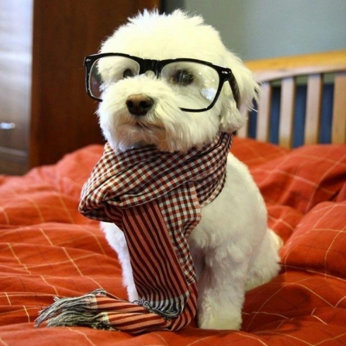 Perro blanco vestido de hipster 