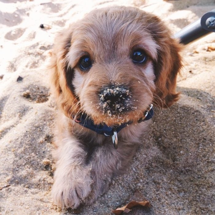 Cachorro en la arena 