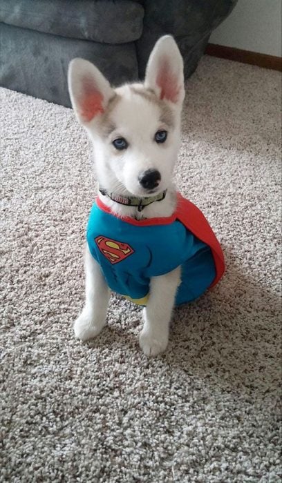 Cachorro Husky disfrazado de superman 