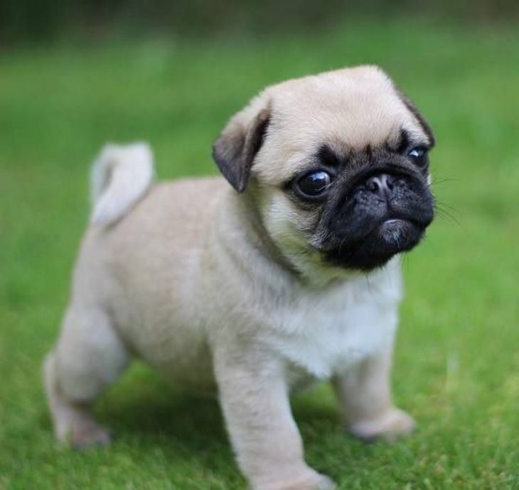 Cachorro pug con cara de enojado 