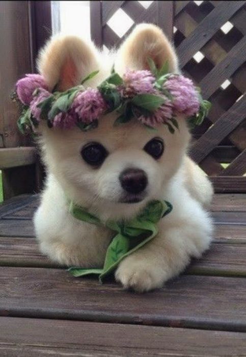 Cachorro con flores en la cabeza 