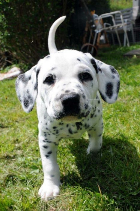 Cachorro dalmata corriendo 