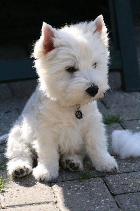 Cachorro blanco 