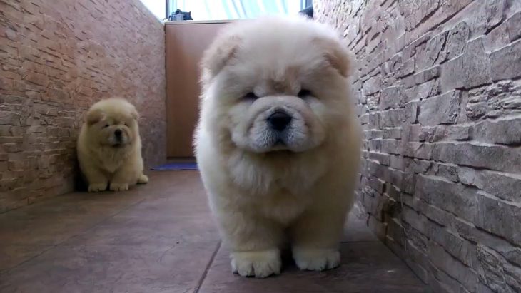 Cachorros chow chow 