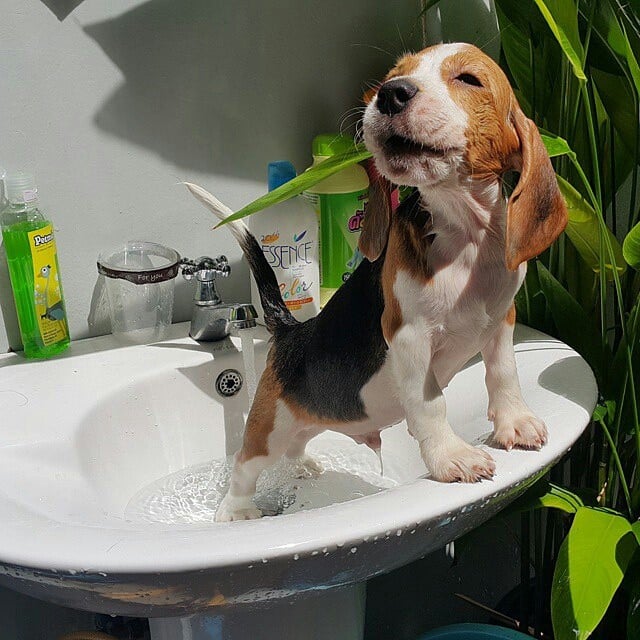 Cachorro beagle bañándose 