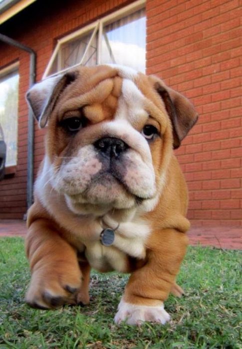 Bulldog cachorro 