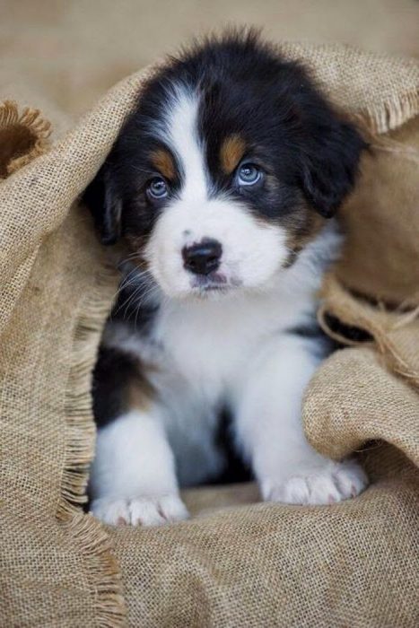 Cachorro con mirada tierna 