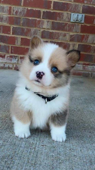 Adorable cachorro corgi 