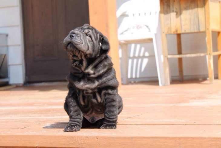 Cachorro tomando el sol 