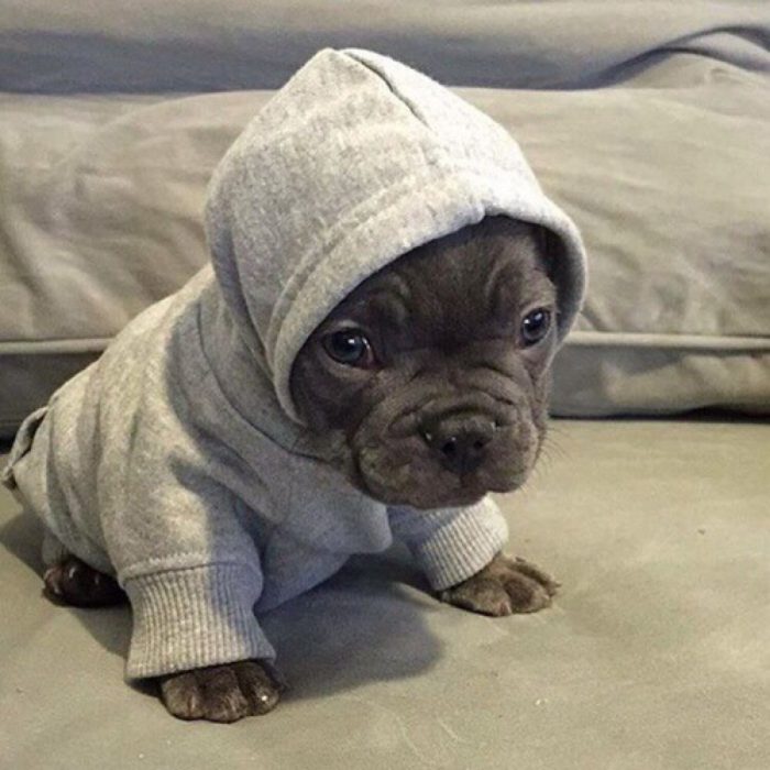 Cachorro con sudadera 