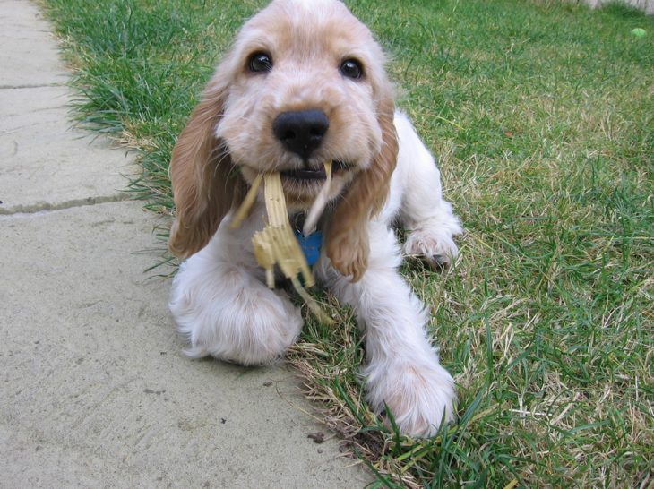 Cachorro cocker comiendo pasto 