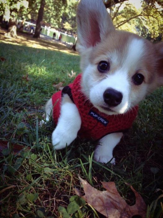 Cachorro con suéter 