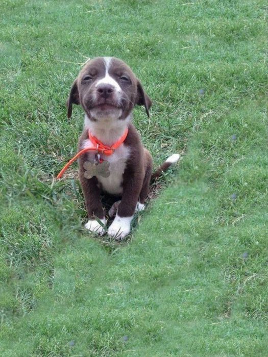 Cachorro sonriendo 