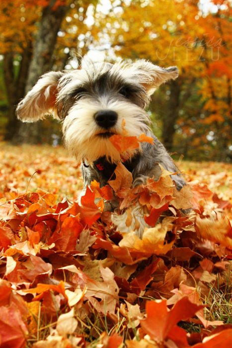 Cachorro schnauzer jugando en las hojas 