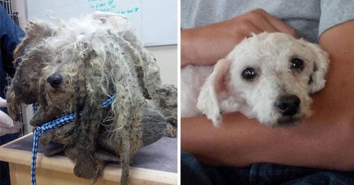 Perrito poodle antes y después de ser rescatado de la calle 