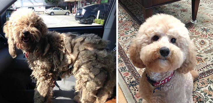 Perrito poodle café antes y después de ser rescatado de la calle 