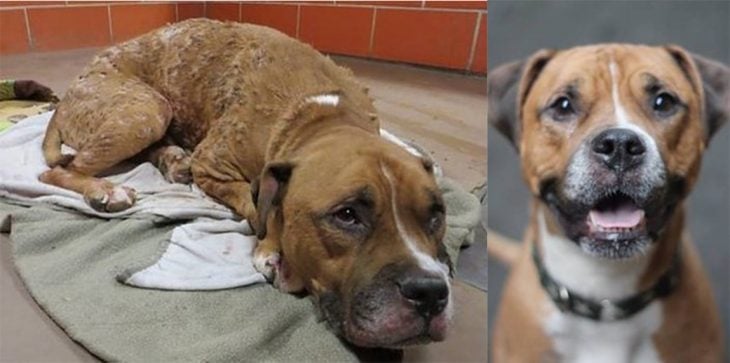 Perrito pitbull color café antes y después de ser rescatado de la calle 