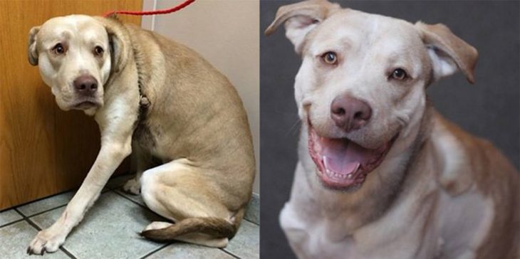 Perrito pitbull antes y después de ser rescatado de la calle con un collar en su piel 