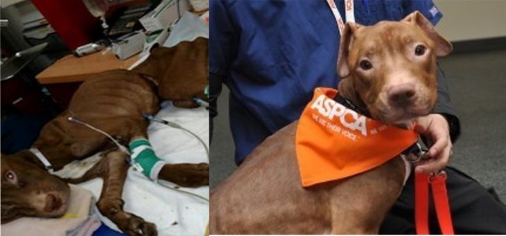 Perrito café pitbull antes y después de ser rescatado de la calle después de ser encontrado en una maleta